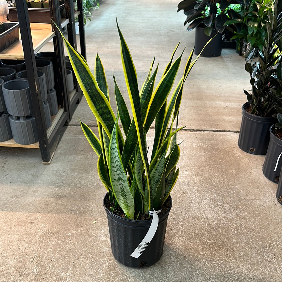 sansevieria black gold vs laurentii Sansevieria Laurentii 8"