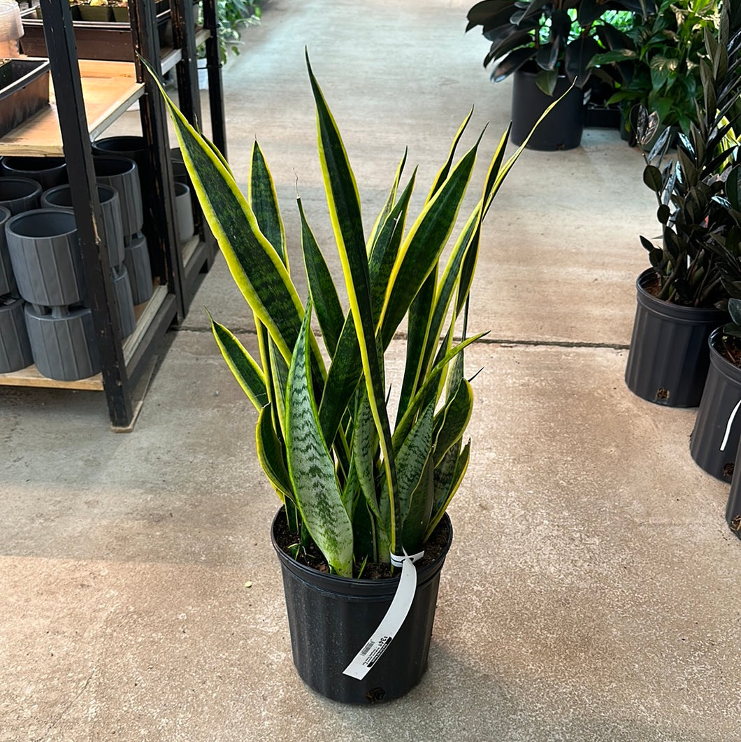 8 inch snake plant Sansevieria Laurentii 8"