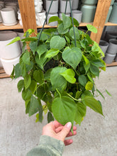 Load image into Gallery viewer, Philodendron hederaceum 'Lemon Lime' 8" HB