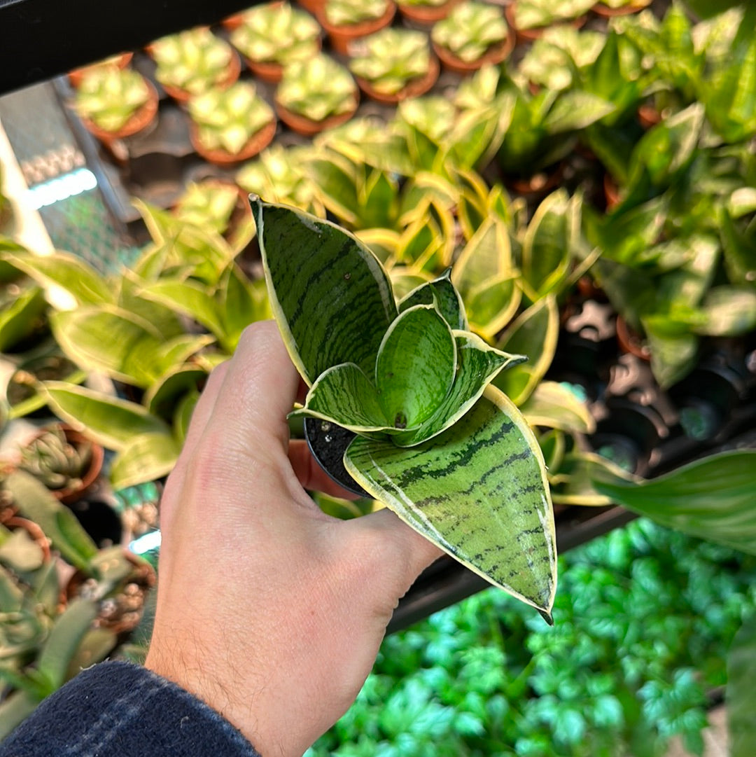 sansevieria assorted Sansevieria sp. 2"