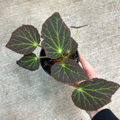 Begonia chloroneura 4