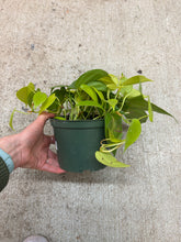 Load image into Gallery viewer, Philodendron heder. aureum 6" - Lemon Heartleaf Philodendron