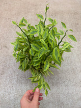 Load image into Gallery viewer, Pedilanthus tithymaloides 6" - Variegated Devil's Backbone
