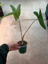 Load image into Gallery viewer, Alocasia 'Zebrina Tiger' 4" - Elephant Ear