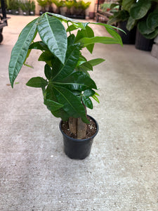 Pachira Aquatica 4" - Money Tree