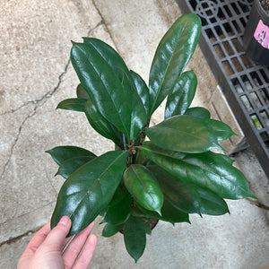Ficus Chandelier 17CM
