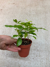 Load image into Gallery viewer, Ficus Margarite 4" - Variegated Weeping Fig