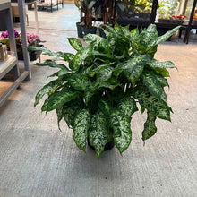 Load image into Gallery viewer, Dieffenbachia Compacta 8&quot;