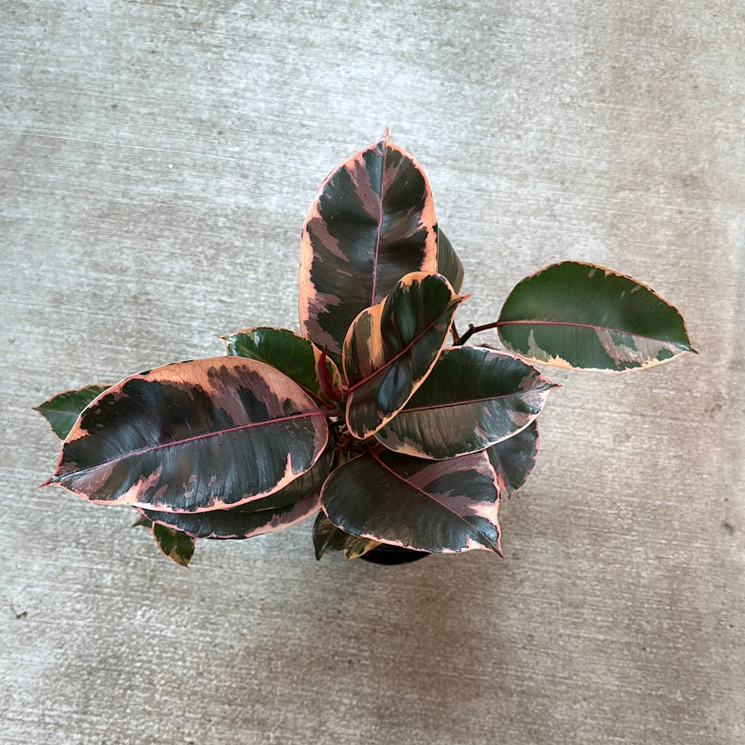 Ruby Robutsa Robusta Ruby 500 – Robot Robusta Le Ruby 500 – SYYTSN