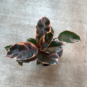 Ficus Robusta 'Ruby' 6" - Ruby Rubber Plant
