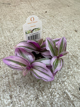 Load image into Gallery viewer, Tradescantia Nanouk 2" - Inch Plant