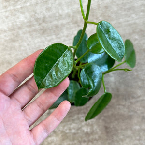Hoya coronaria sp. 4"