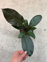 Load image into Gallery viewer, Philodendron 'Black Cardinal' 6"