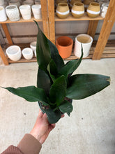 Load image into Gallery viewer, Sansevieria Black Dragon 6" - Snake Plant