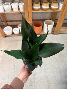 Black Dragon Snake Plant - Sansevieria