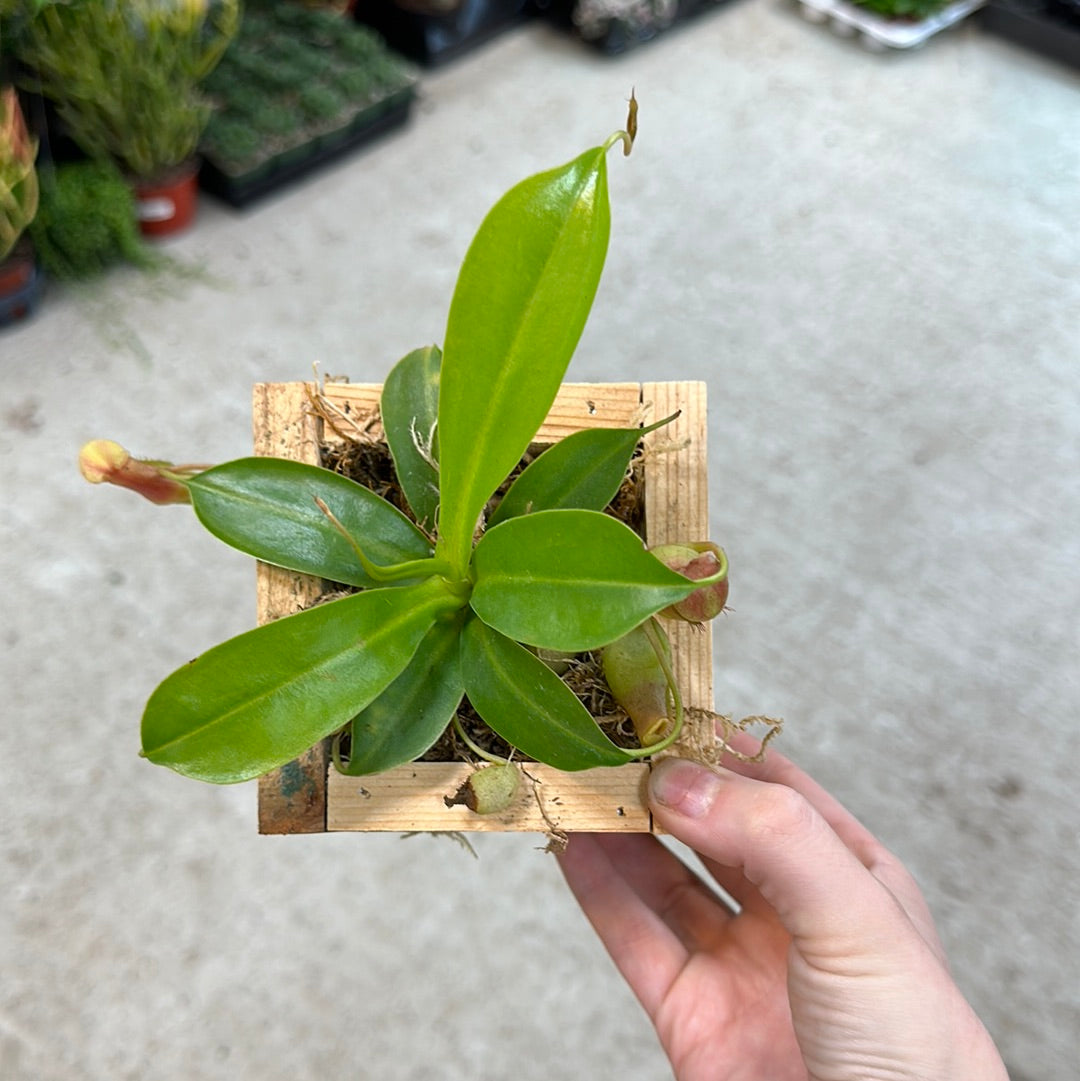 monkey pot plant Nepenthes sp
