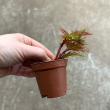 Load image into Gallery viewer, Begonia bipinnatifida 2&quot;