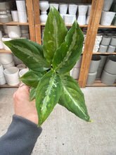 Load image into Gallery viewer, Aglaonema Pictum Bicolor 2&quot;