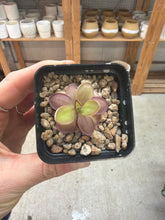 Load image into Gallery viewer, Pinguicula Laueana 2" - Butterwort