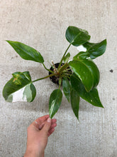 Load image into Gallery viewer, Philodendron White Princess 4&quot;