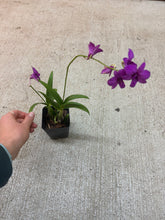 Load image into Gallery viewer, Dendrobium Enobi Purple 4"