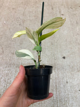 Load image into Gallery viewer, Scindapsus treubii Moonlight Albo Variegata 2"