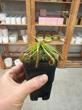 Load image into Gallery viewer, Drosera capensis 'Pink Flower' 2"