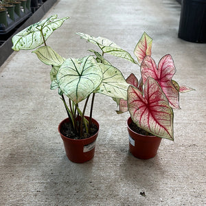 Caladium sp. 4"