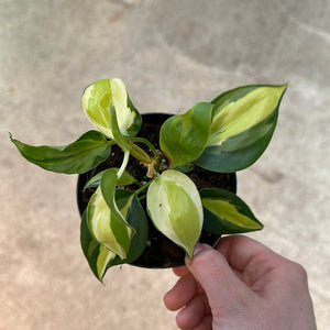 gabby pothos Philodendron Gabby 4"