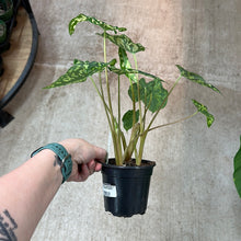 Load image into Gallery viewer, Caladium praetermissum 4&quot; - Alocasia Hilo Beauty