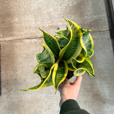 Sansevieria 'Twisted Sister' 6