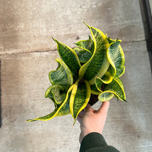 Sansevieria 'Twisted Sister' 6" - Twisted Sister Snake Plant