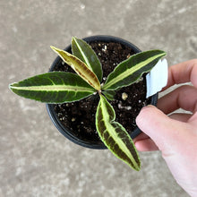 Load image into Gallery viewer, Labisia sp. Riau 4&quot;