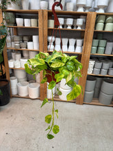 Load image into Gallery viewer, Epipremnum Sunshine Goddess 6" HB - Pothos