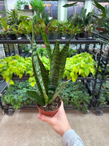 ebay sansevieria Sansevieria Zeylanica 4"