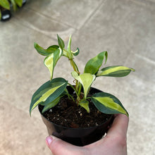 Load image into Gallery viewer, Philodendron Gabby 4&quot;