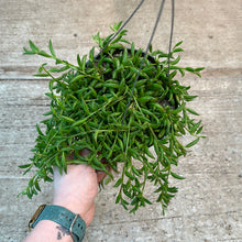 Load image into Gallery viewer, Senecio radicans 6&quot; HB - String of Bananas