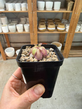 Load image into Gallery viewer, Pinguicula laueana CP2 x emarginata 2" - Butterwort