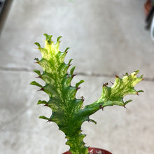 Load image into Gallery viewer, Euphorbia trigona &#39;Variegata&#39; 3&quot;