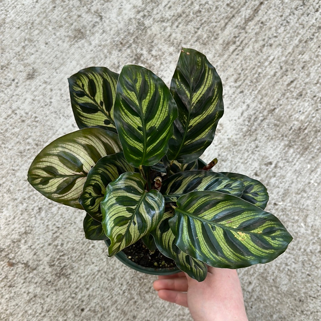 Calathea makoyana 6