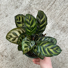 Load image into Gallery viewer, Calathea makoyana 6&quot;