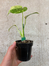 Load image into Gallery viewer, Monstera White Monster 2"