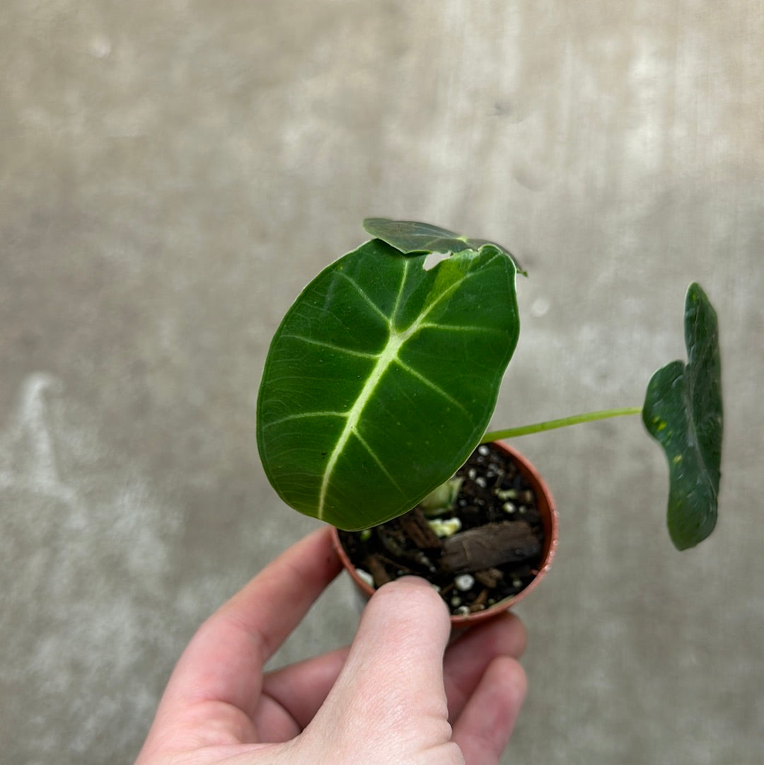 frydek elephant ear plant Alocasia Frydek 2"