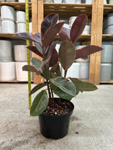Load image into Gallery viewer, Ficus 'Ruby' 8" - Ruby Rubber Plant