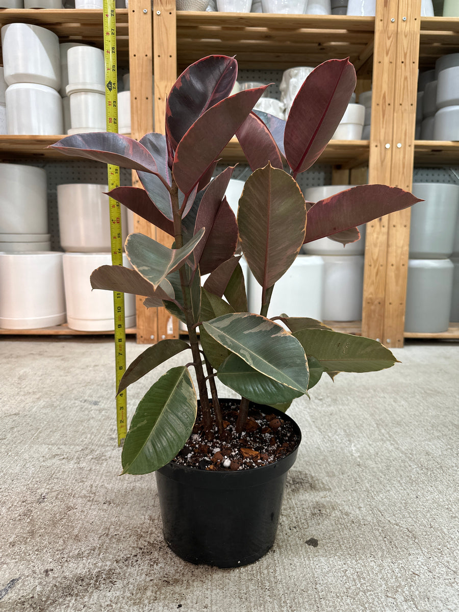 Ficus 'Ruby' 8