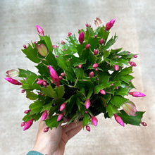 Load image into Gallery viewer, Zygo schlumbergera truncata 6&quot; - Thanksgiving Cactus