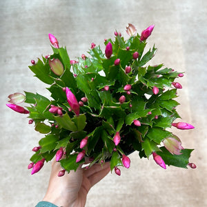 Zygo schlumbergera truncata 6" - Thanksgiving Cactus