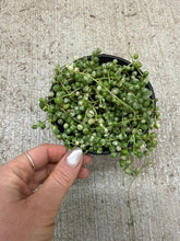 Load image into Gallery viewer, Senecio rowleyanus variegata 4" - Variegated String of Pearls