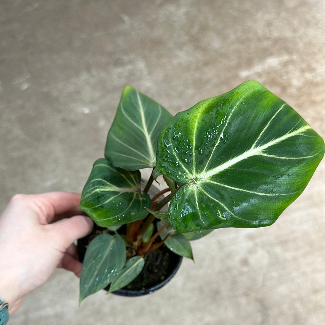 philodendron gloriosum forms Philodendron Gloriosum Dark Form 4" – Kent East Hill Nursery