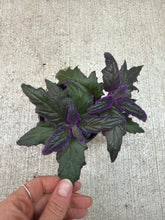 Load image into Gallery viewer, Gynura aurantiaca 4" - Purple Passion Plant